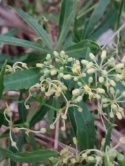Cissus palmata