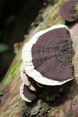Earliella