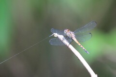 Cannaphila