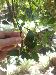 Atherosperma moschatum