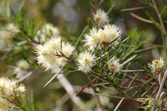 Melaleuca nodosa