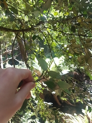 Atherosperma moschatum