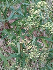 Cissus palmata