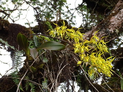 Cyrtochilum pardinum