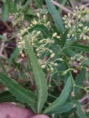 Cissus palmata