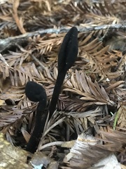 Trichoglossum