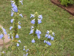 Salvia uliginosa