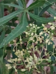 Cissus palmata