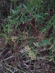 Cissus palmata
