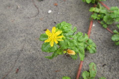 Triumfetta procumbens