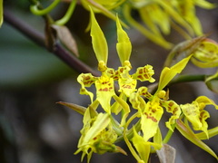 Cyrtochilum pardinum
