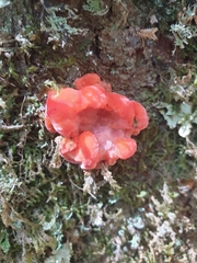 Aurantiporus pulcherrimus