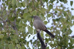 Toxostoma curvirostre