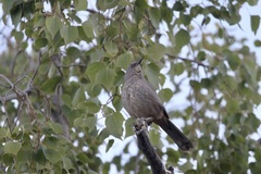 Toxostoma curvirostre