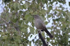 Toxostoma curvirostre
