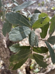 Quercus castanea