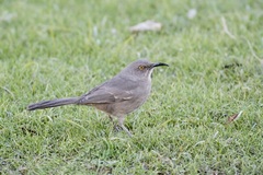 Toxostoma curvirostre