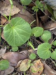 Cardamine californica