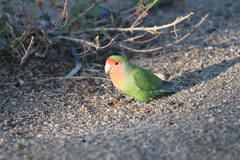 Agapornis roseicollis