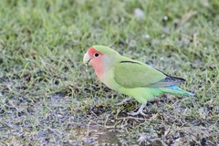 Agapornis roseicollis