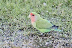 Agapornis roseicollis
