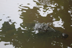 Crocodylus suchus