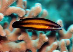 Labropsis micronesica