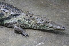 Crocodylus suchus