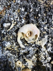 Thylacodes variabilis