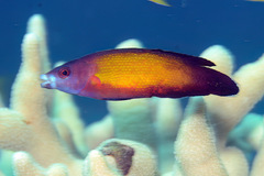 Labropsis micronesica