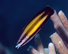 Labropsis micronesica