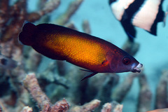 Labropsis micronesica