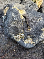 Thylacodes variabilis