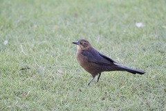 Quiscalus mexicanus