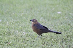 Quiscalus mexicanus