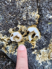 Thylacodes variabilis