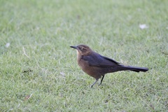 Quiscalus mexicanus
