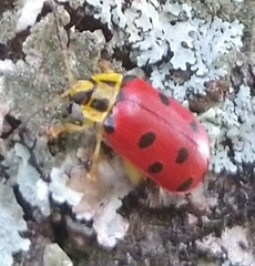 Alagoasa nigromaculata