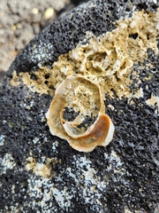 Thylacodes variabilis