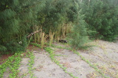 Triumfetta procumbens