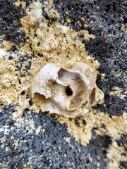 Thylacodes variabilis