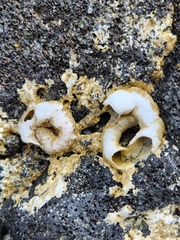 Thylacodes variabilis