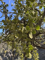 Phoradendron villosum