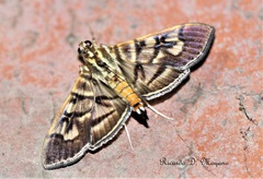 Arthromastix lauralis