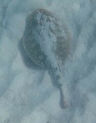 Urobatis jamaicensis