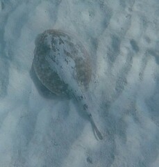 Urobatis jamaicensis