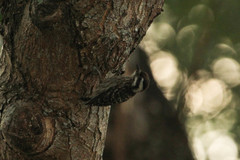 Yungipicus moluccensis