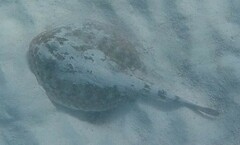 Urobatis jamaicensis