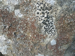 Xanthocarpia marmorata