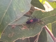 Stenomacra marginella